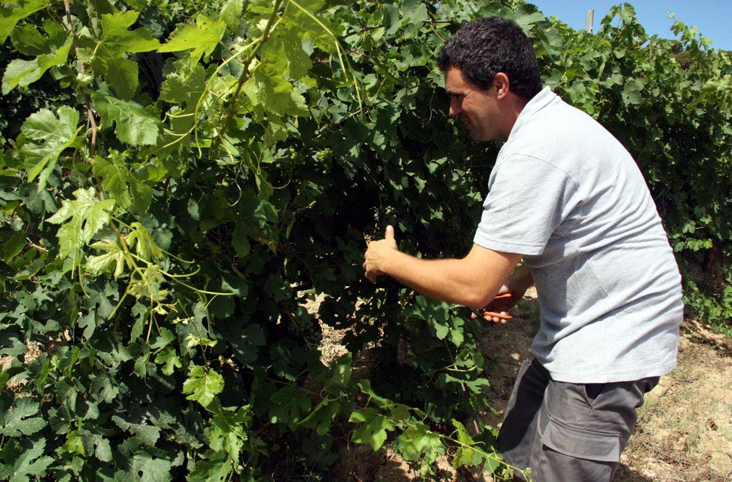 Un operari cuidant els ceps de les vinyes Un operari cuidant els ceps de les vinyes