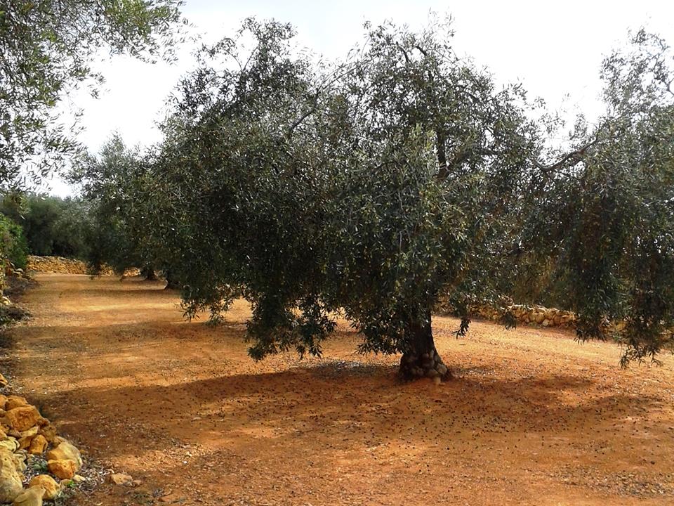 Los olivos de los Ralda son en el pequeño pueblo de Godall Los olivos de los Ralda son en el pequeño pueblo de Godall