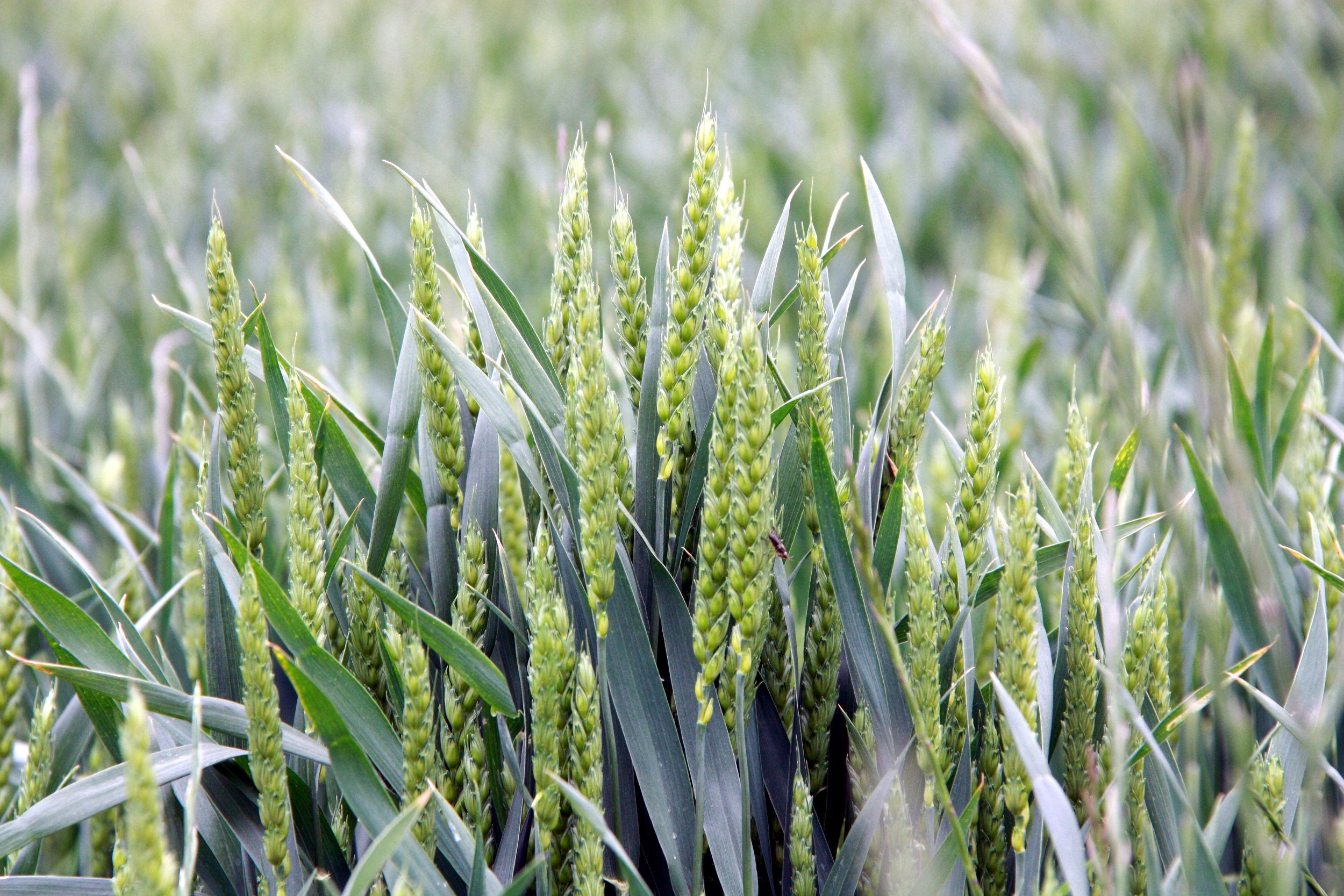 Espigas de trigo en un campo del Urgell