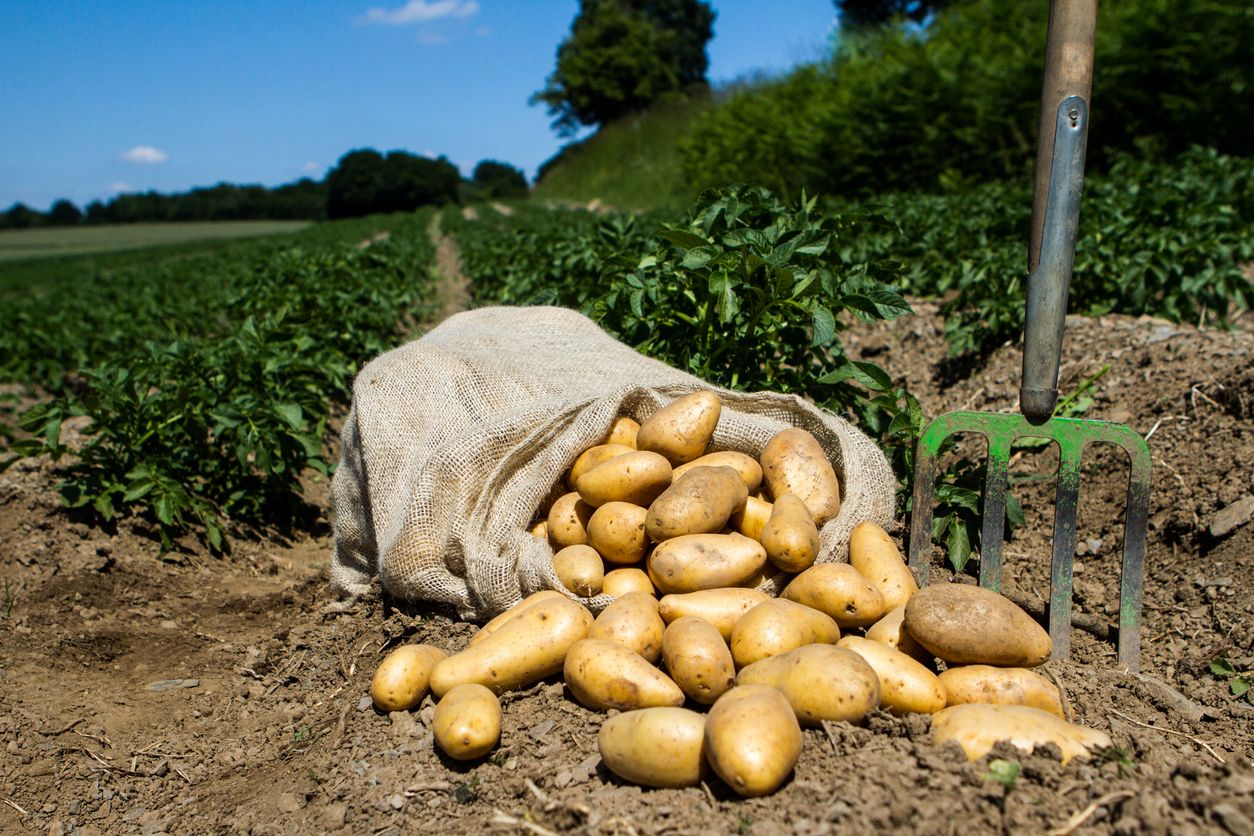 La azucena patatas