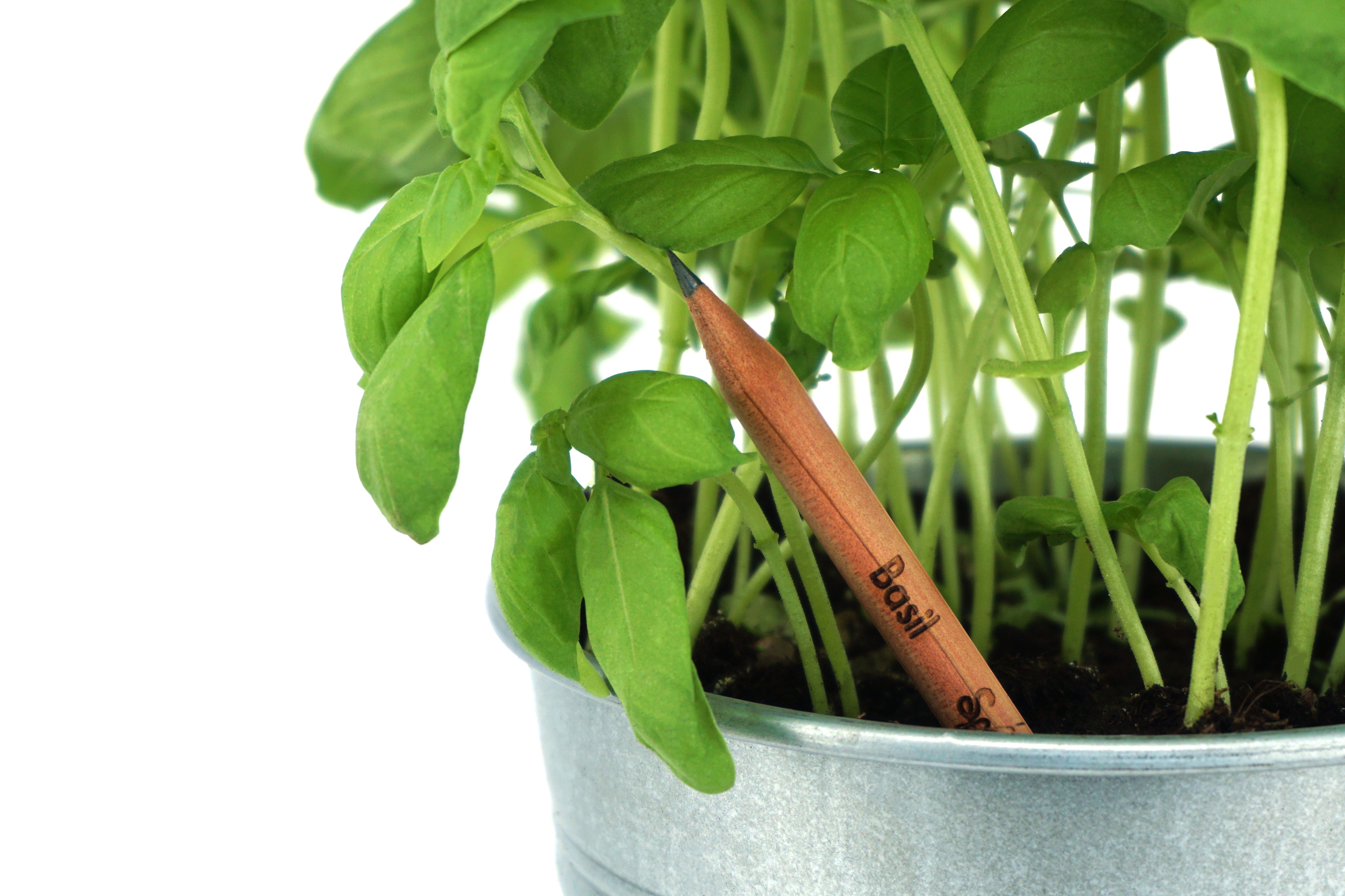 El lápiz Sprout que se puede plantar | Cedida El lápiz Sprout que se puede plantar | Cedida