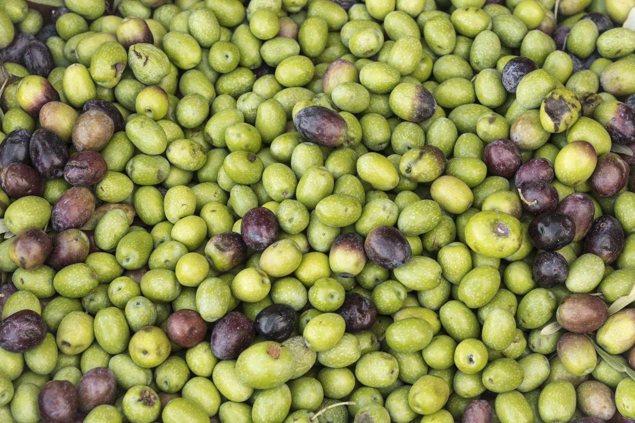 oliva-el-fruit-cotitzat-a-preu-d-or