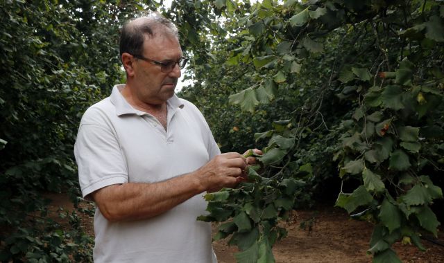 El responsable nacional del sector de la fruita seca d'Unió de Pagesos, Rafel Español, observant les avellanes d'un arbre en una finca del Morell, al Tarragonès