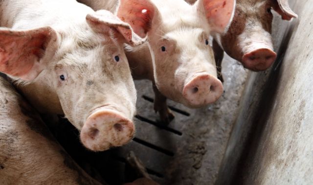 Porcs en una granja d'Alcarràs | ACN