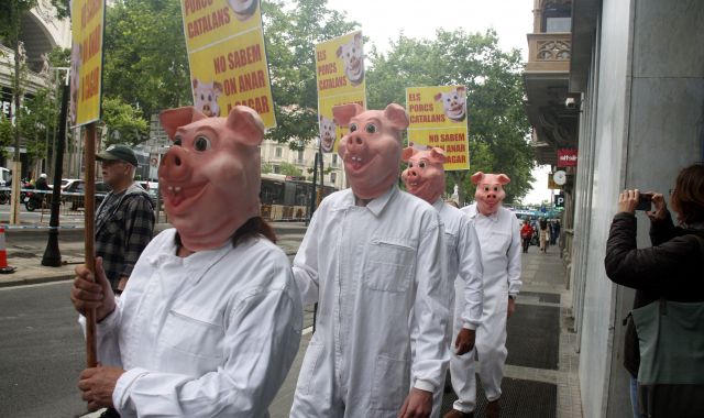 Manifestació porcs ACN