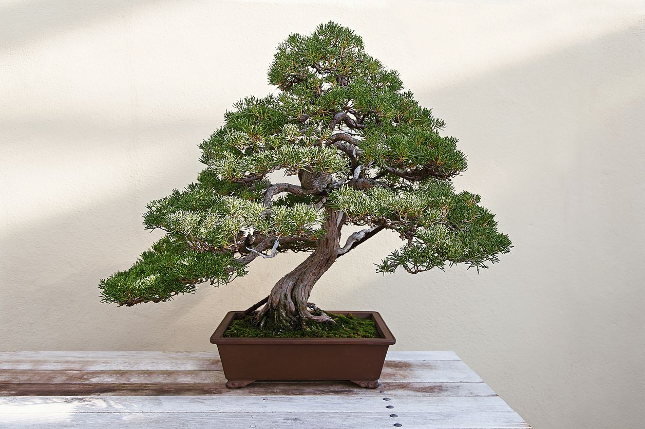 El bonsai més caro de la històría costó 1,3 millones de doǹlars El bonsai més caro de la històría costó 1,3 millones de doǹlars