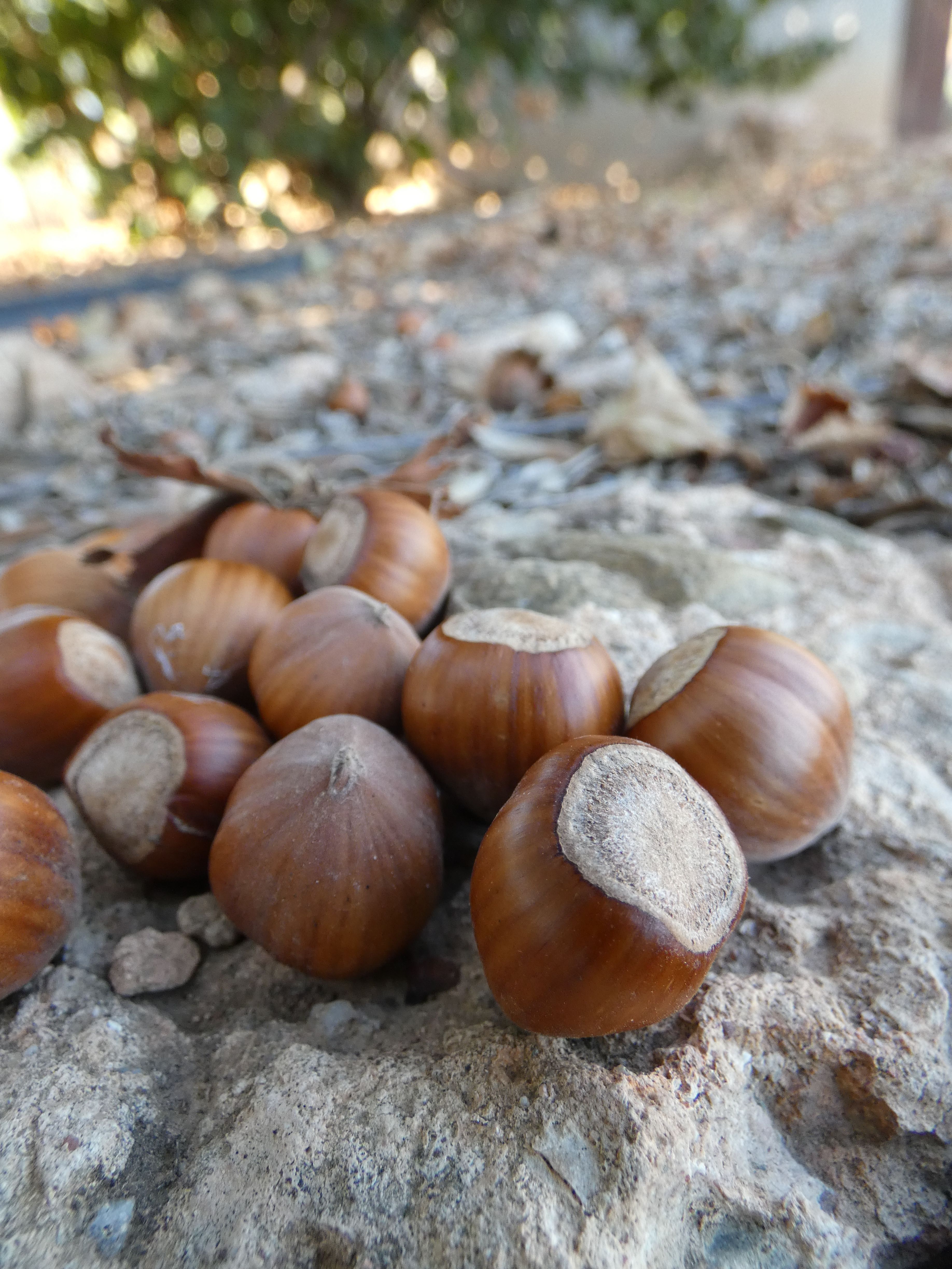 Primer pla d'avellanes del Camp de Tarragona | Cedida Primer pla d'avellanes del Camp de Tarragona | Cedida