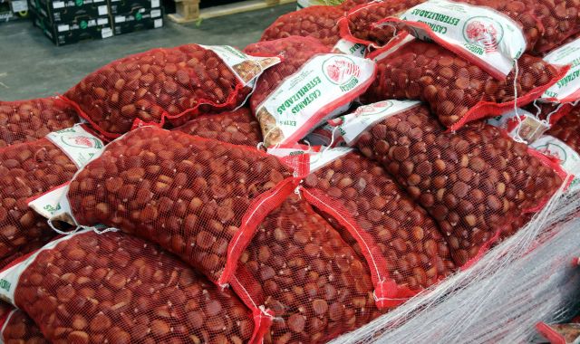 Castanyes preparades per vendre a un magatzem de Mercabarna | ACN Castanyes preparades per vendre a un magatzem de Mercabarna | ACN