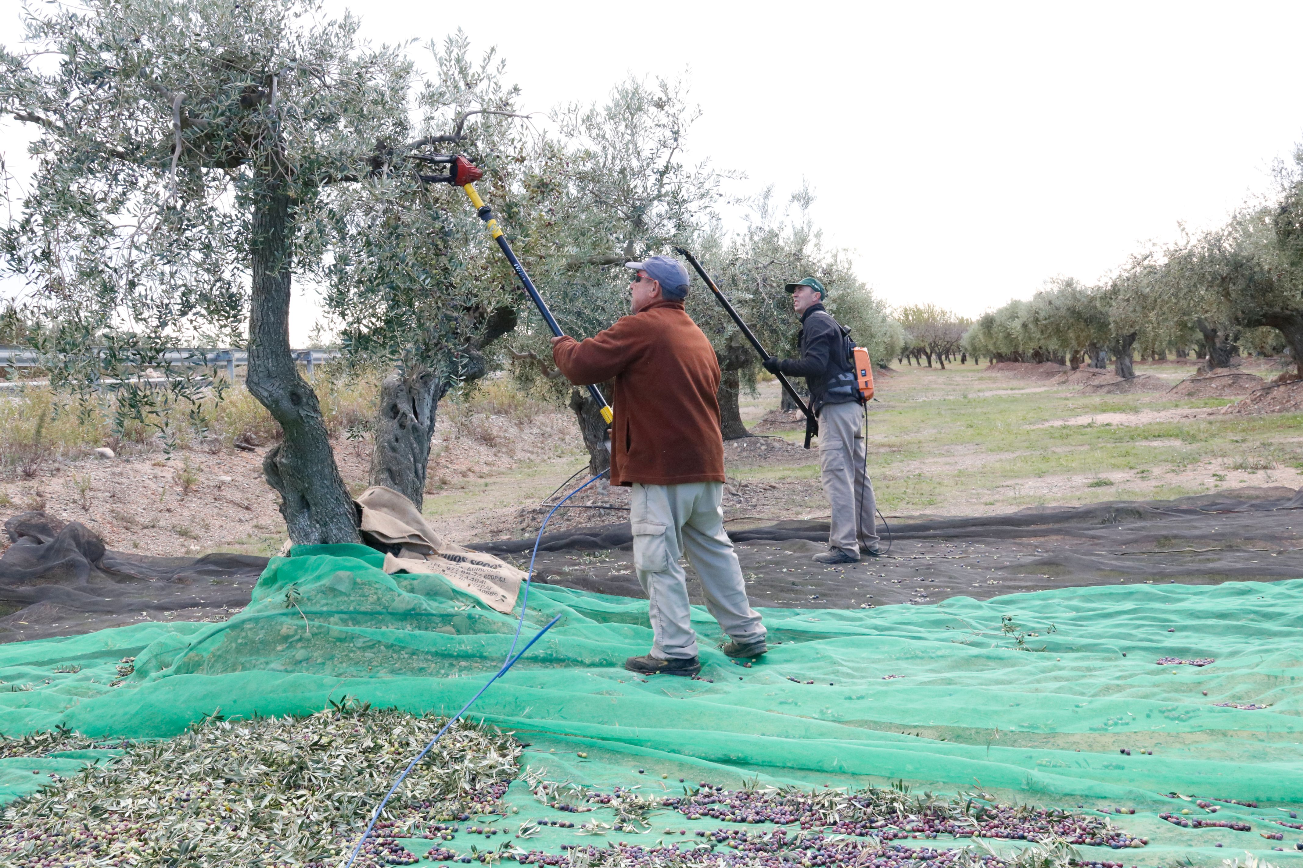 Unos labradores plegando olivas, en un campo de olivos de la Selva del Camp dentro de la DOP Siurana | ACN Unos labradores plegando olivas, en un campo de olivos de la Selva del Camp dentro de la DOP Siurana | ACN