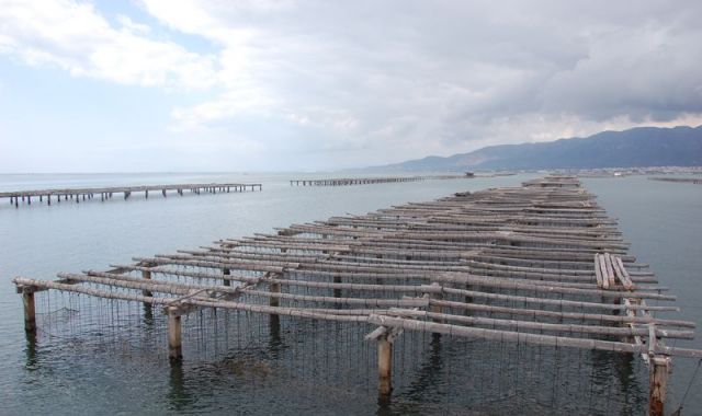 Una granja d'ostres al delta de l'Ebre