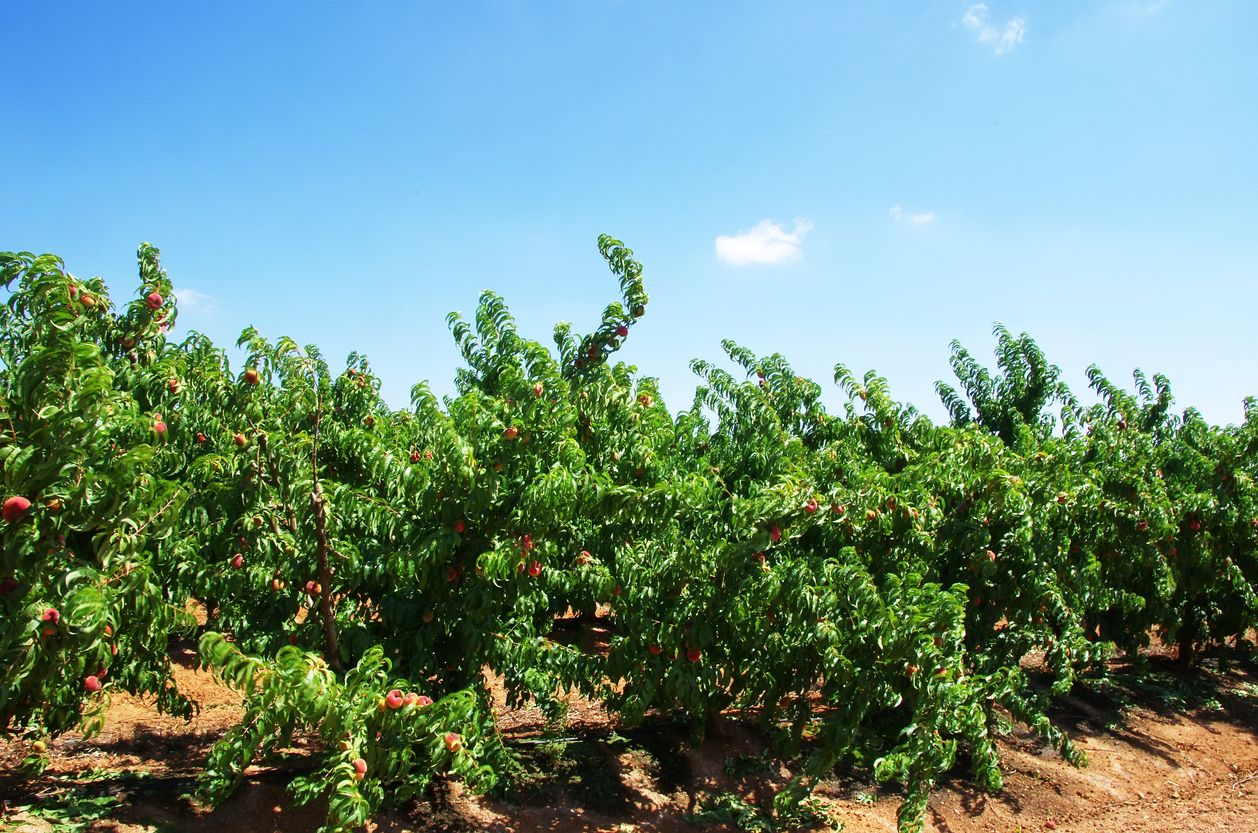 Un camp de cultiu de fruites de pinyol, en una imatge d'arxiu | iStock Un camp de cultiu de fruites de pinyol, en una imatge d'arxiu | iStock
