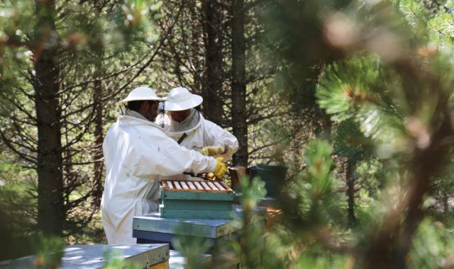Els apicultors de Muria | Cedida