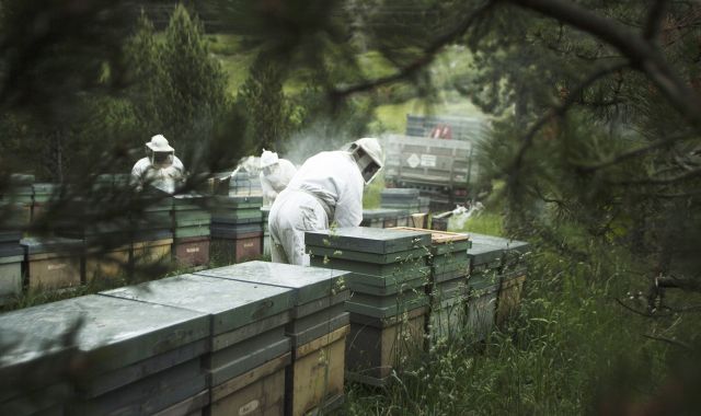 Els apicultors de Muria recol·lectant la mel | Cedida