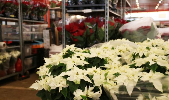 Ponsèties blanques, de les més venudes després de les vermelles | ACN