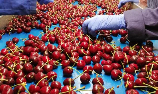 Cireres de Cerima Cherries. | Cedida