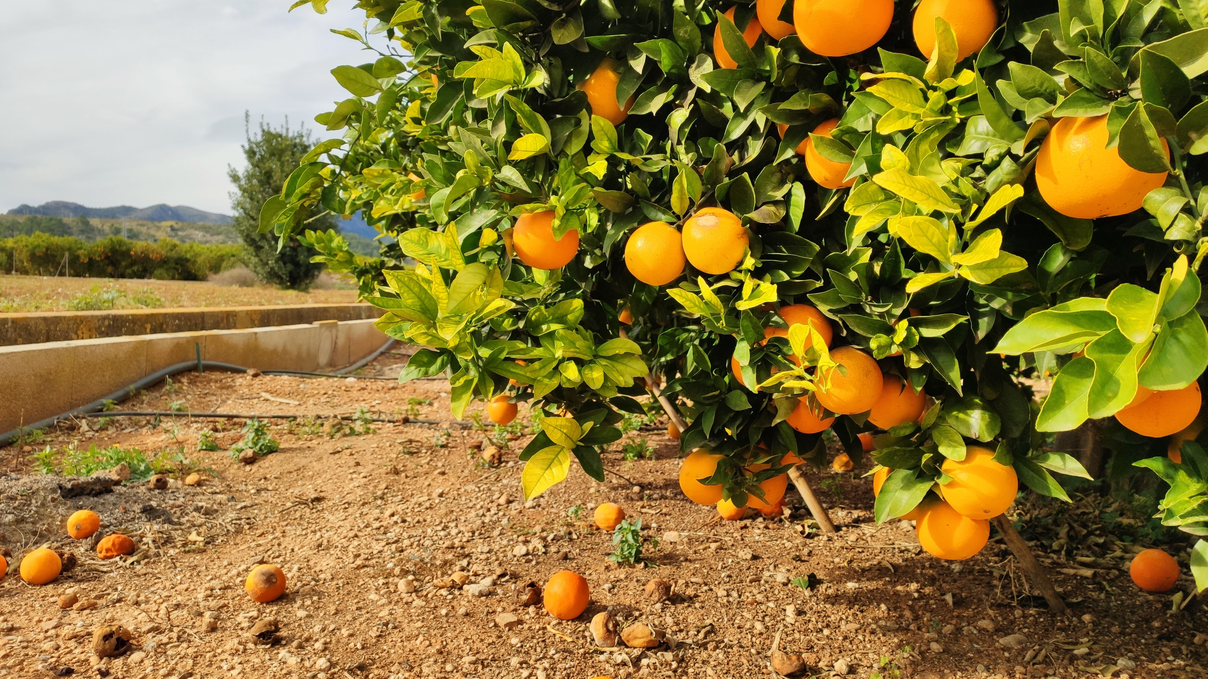 Los cítricos son valiosos en la suma de las exportaciones valencianas | iStock