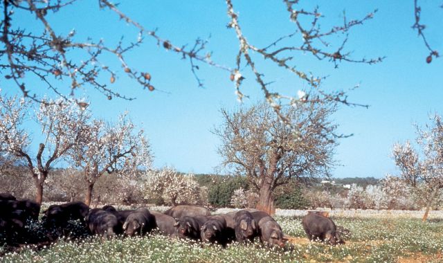 59 paisaje cerdos negros 9 02