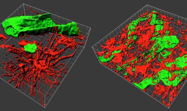 Imatges en 3D d'un càncer preses amb el sistema desenvolupat per investigadors de la UAB | Europa Press