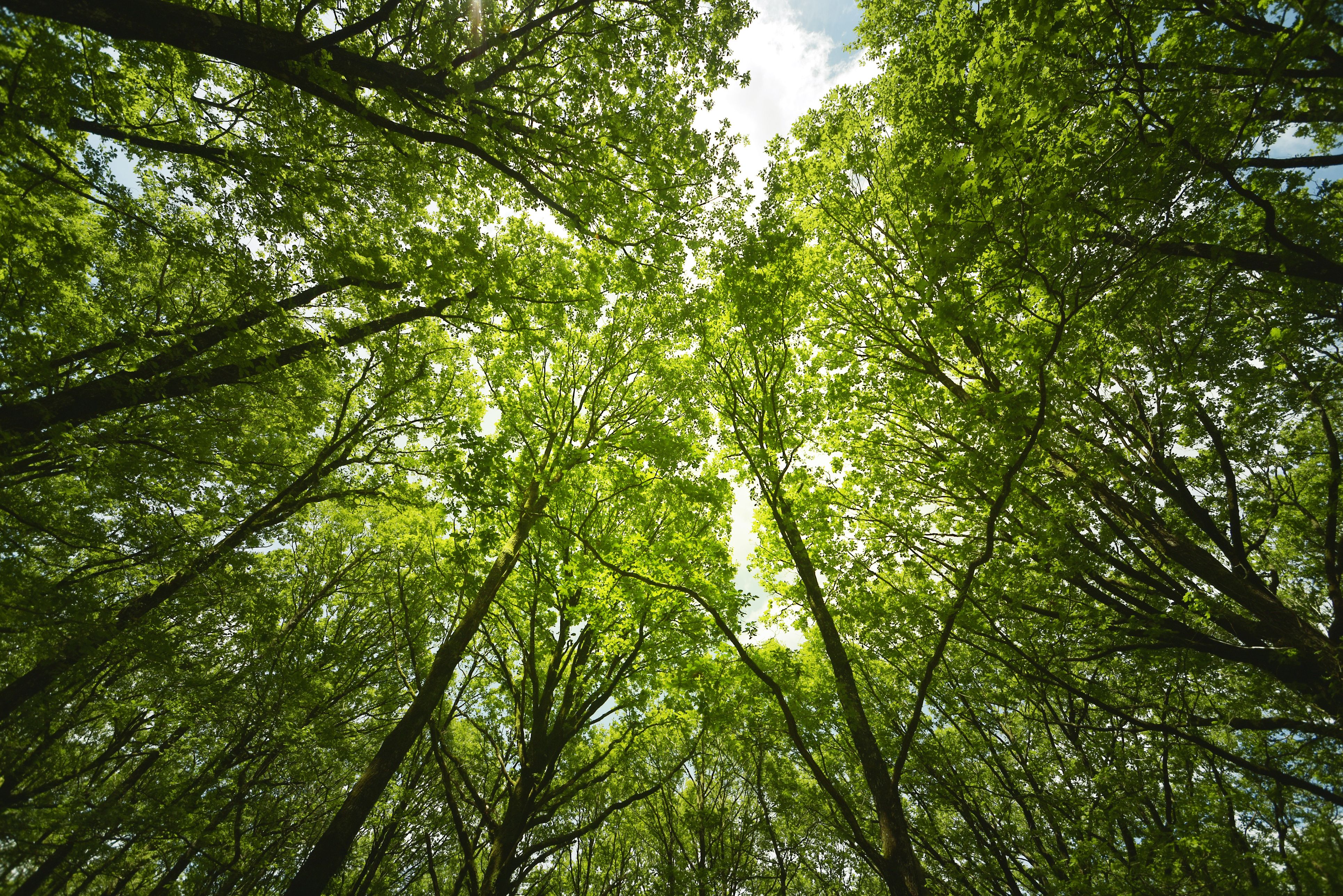 Petites passes cap a la sosteniblitat ecològica | iStock Petites passes cap a la sosteniblitat ecològica | iStock