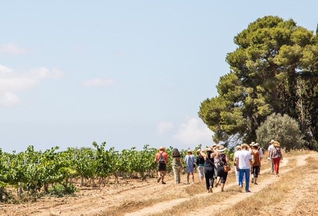 Una passejada entre vinyes | Cedida