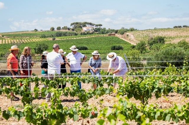 Participants a La Verema del Cava examinen vinyes | Cedida