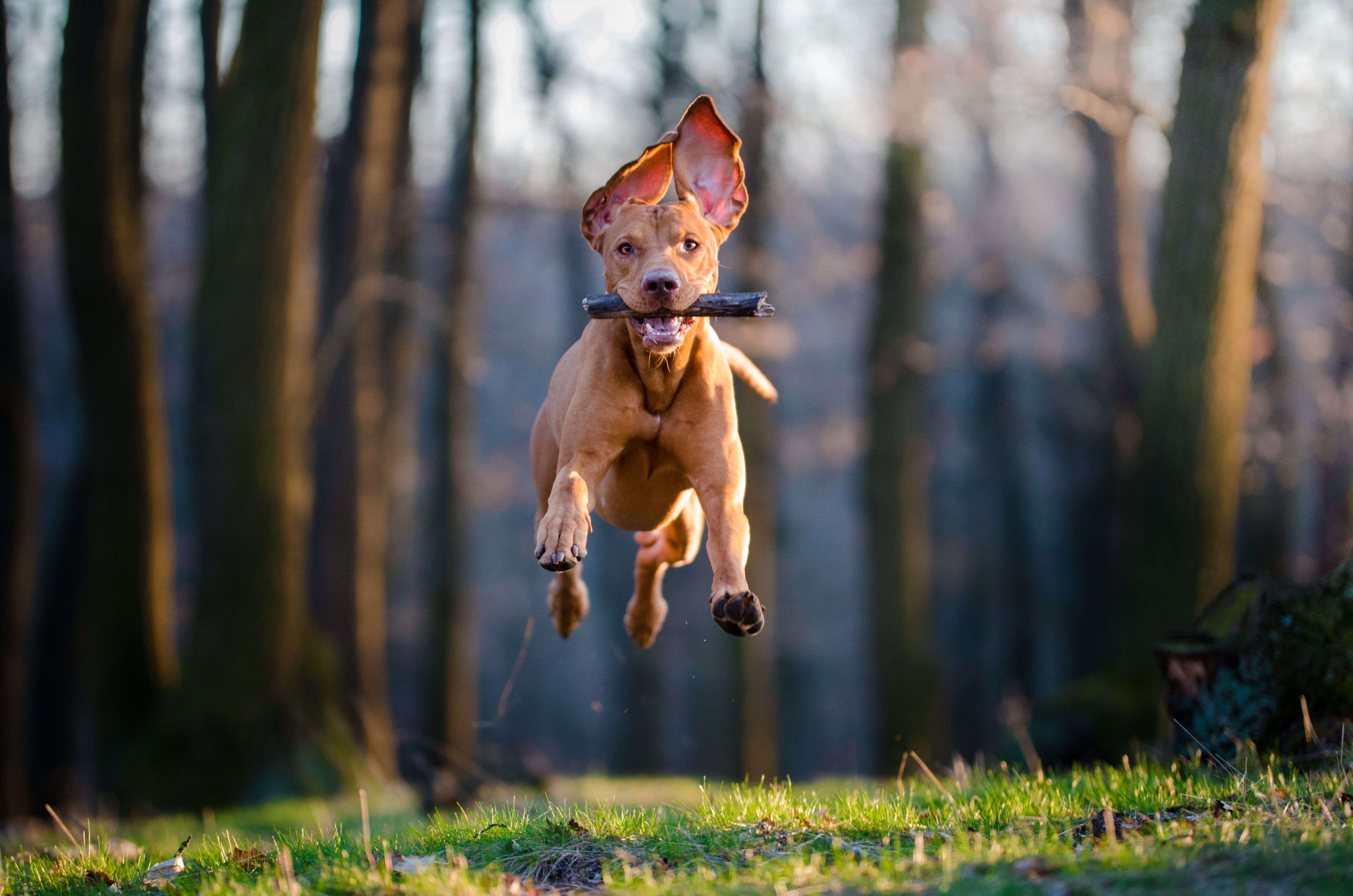 Los fondos de inversión se abalanzan sobre Zooplus, una marca de productos para mascotas | iStock Los fondos de inversión se abalanzan sobre Zooplus, una marca de productos para mascotas | iStock