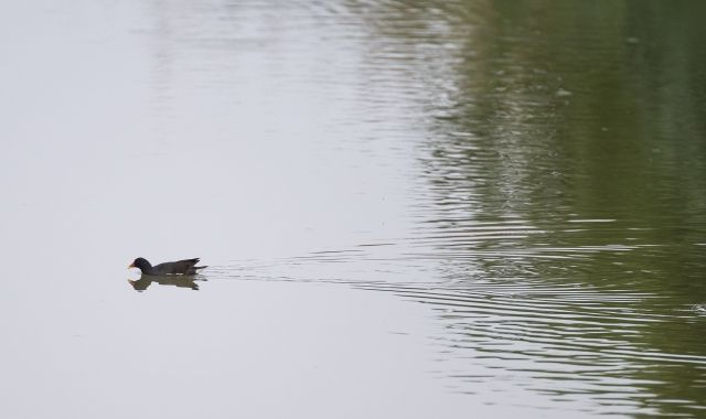 Canal de la Infanta, un exemple de reutilització d’aigua regenerada per a usos agrícoles | Cedida