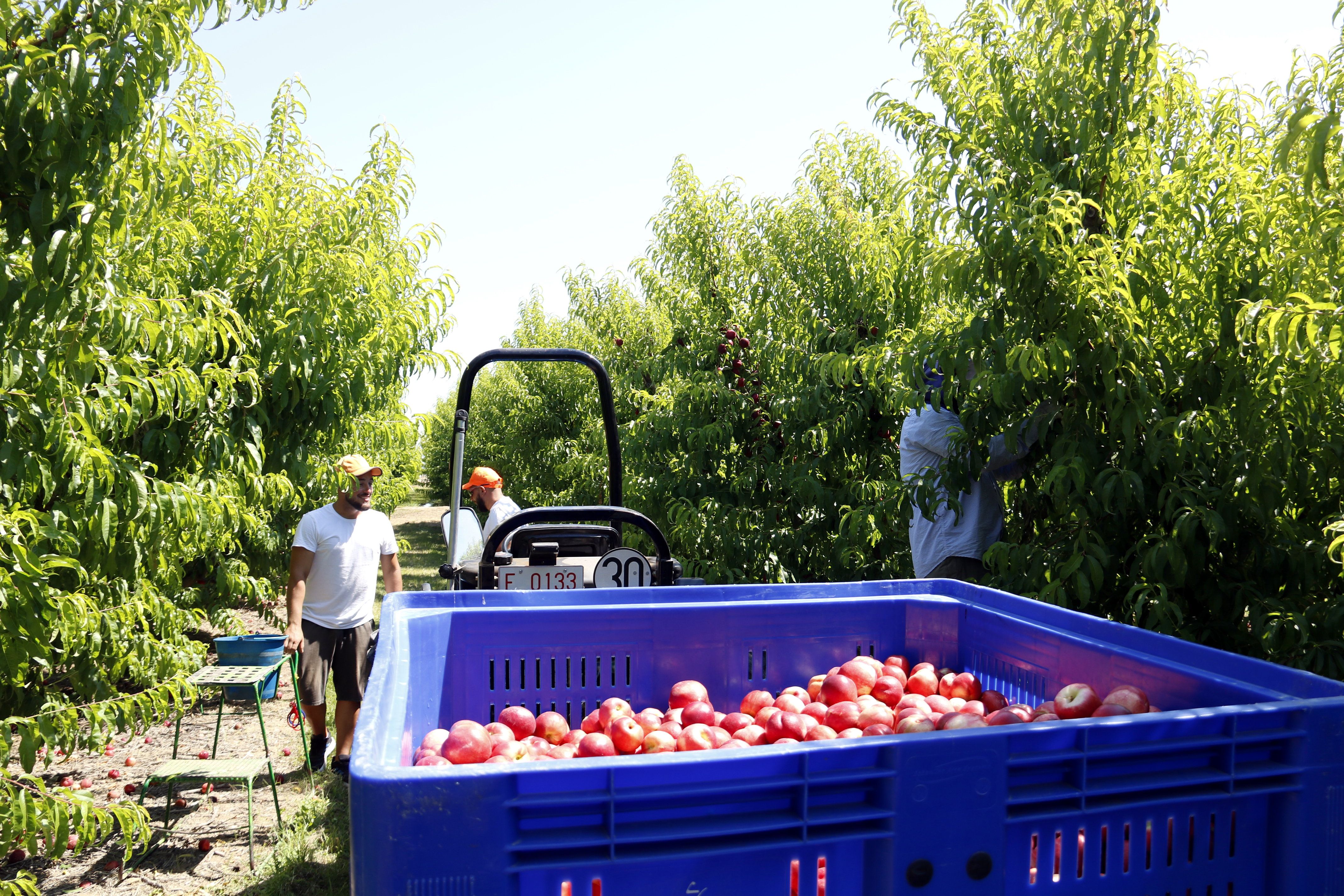 Temporers, treballant en una finca de Torres de Segre | Laura Cortés Temporers, treballant en una finca de Torres de Segre | Laura Cortés