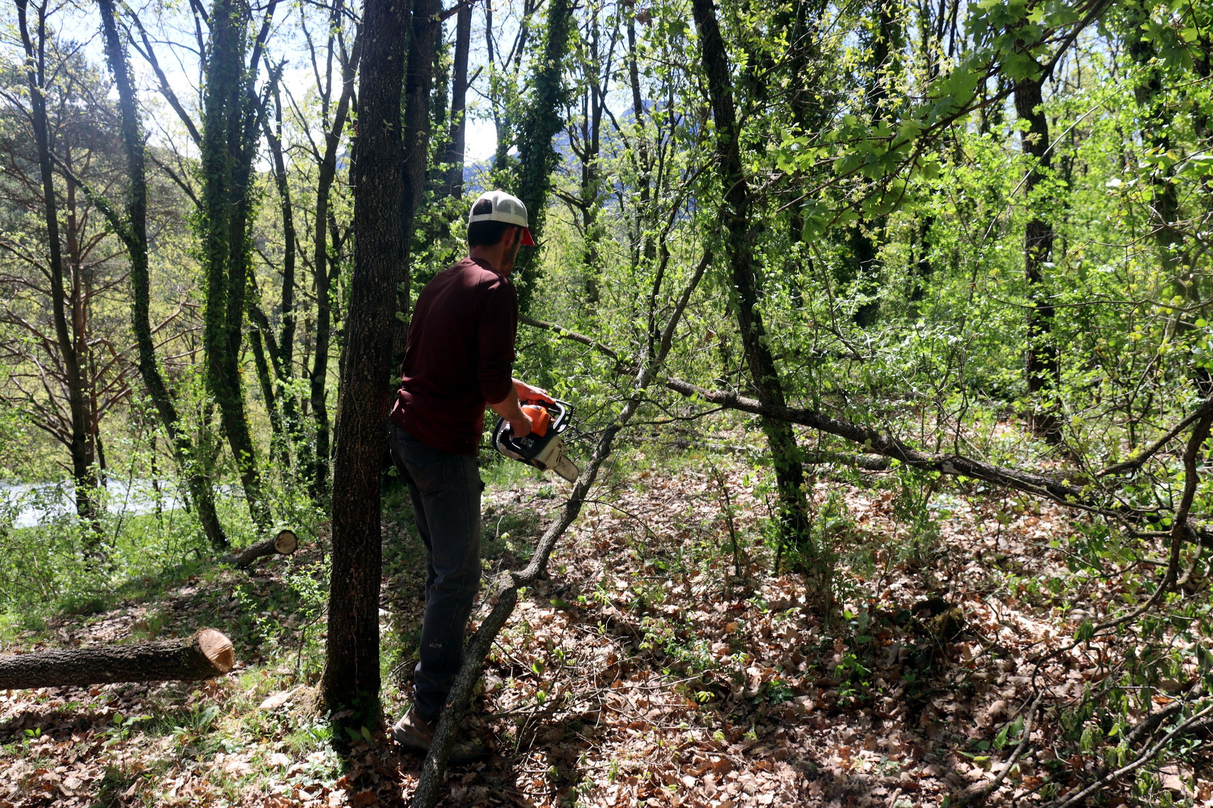 La gestió forestal a Catalunya demana un teixit empresarial amb experiència i coneixement | ACN La gestió forestal a Catalunya demana un teixit empresarial amb experiència i coneixement | ACN