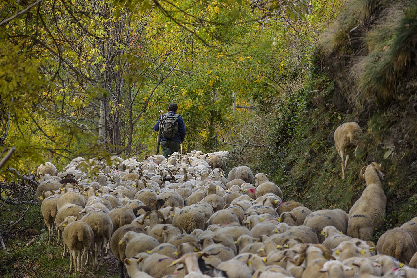 Un pastor d’ovelles de l’Alt Pirineu | parcsnaturals.gencat.cat Un pastor d’ovelles de l’Alt Pirineu | parcsnaturals.gencat.cat