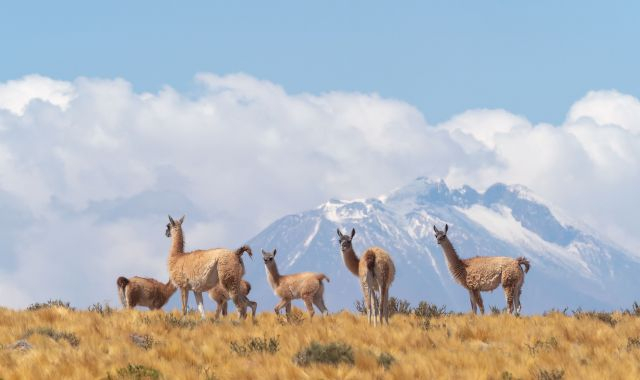 Las vicuñas no pueden domesticarse | iStock