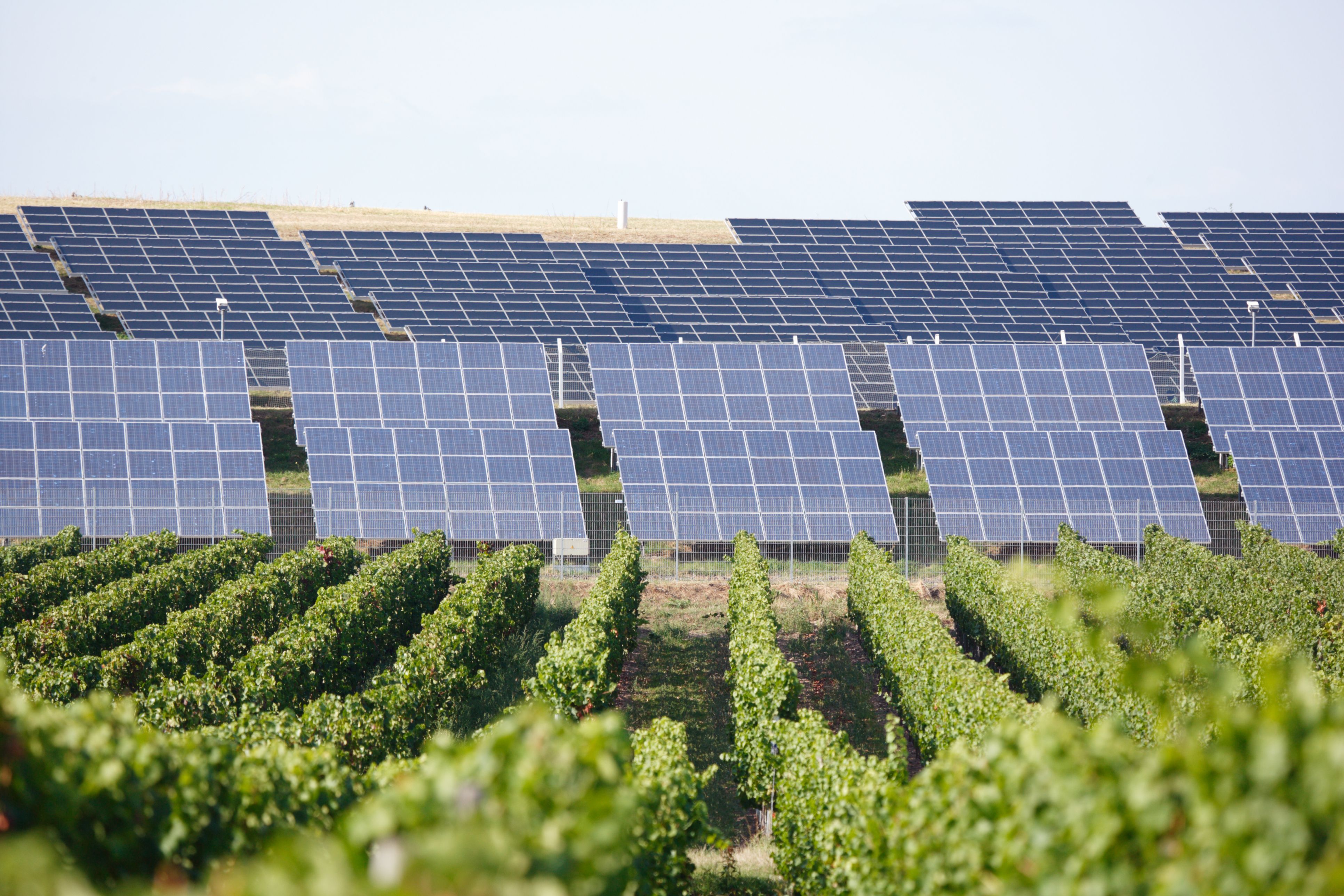 S'instal·larà un nou parc fotovoltaic a Tivissa amb més de 80.000 plaques solars | iStock S'instal·larà un nou parc fotovoltaic a Tivissa amb més de 80.000 plaques solars | iStock