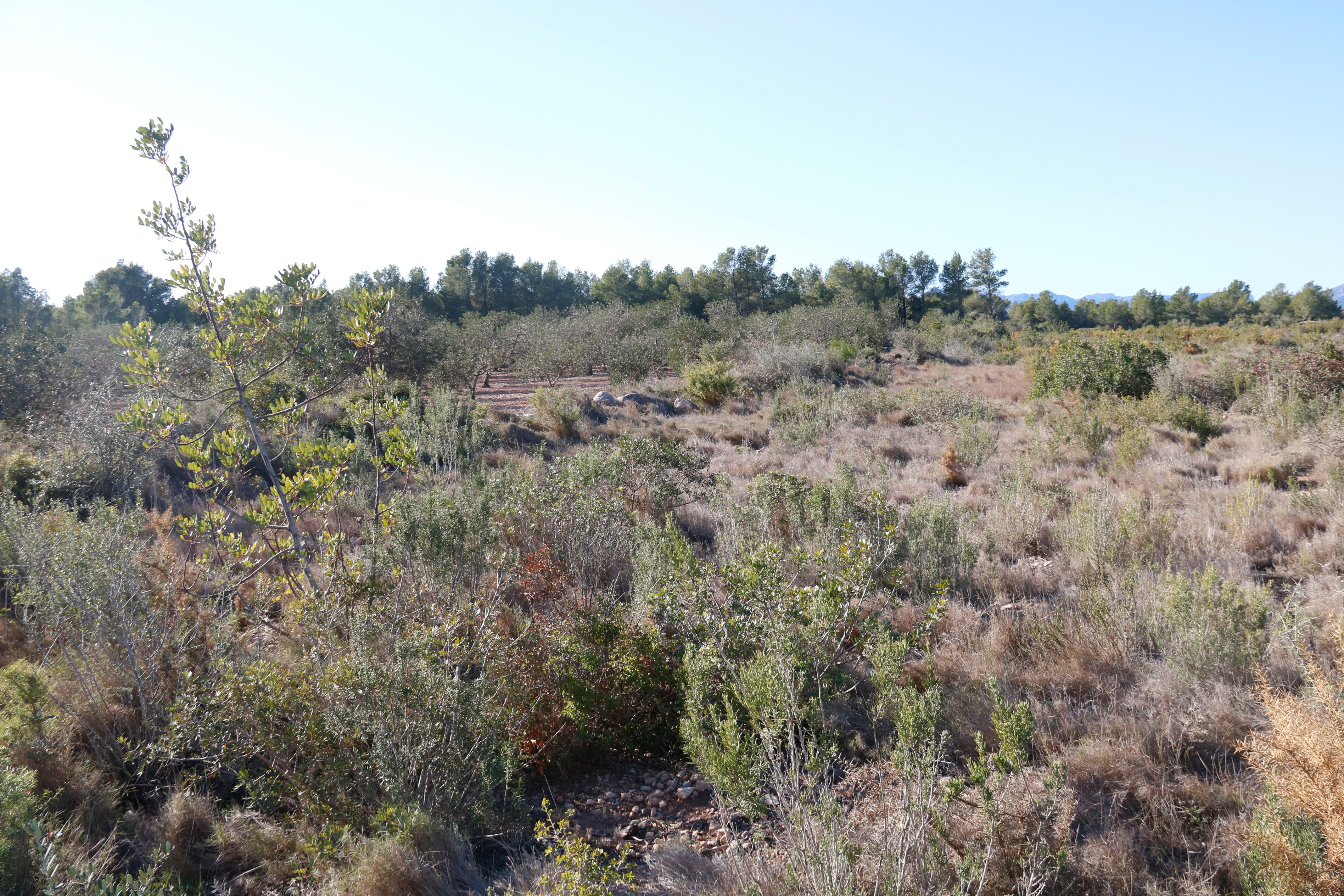 Se instalará un parque fotovoltaico de 96 hectareas en Mont-roig del Camp | ACN Se instalará un parque fotovoltaico de 96 hectareas en Mont-roig del Camp | ACN