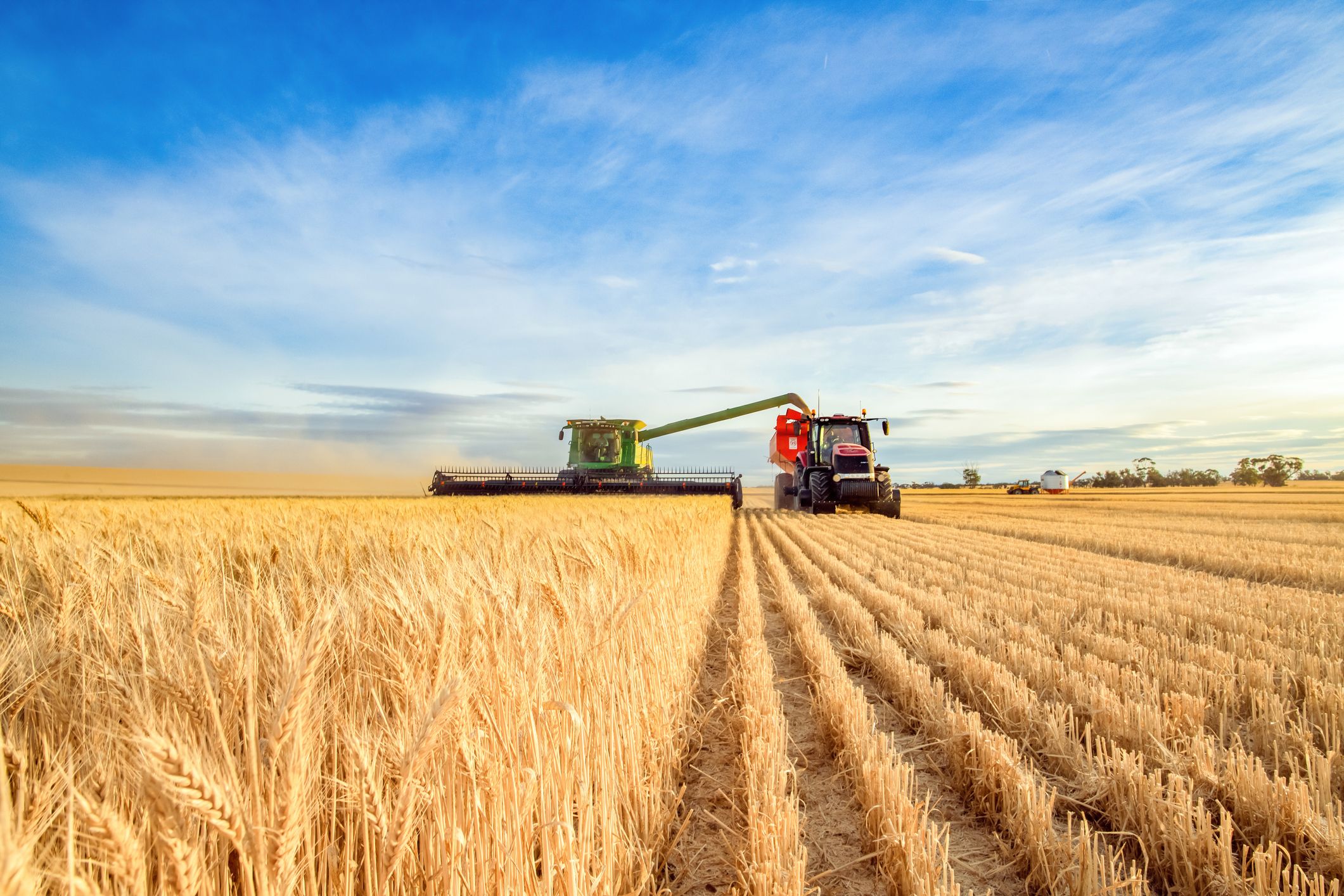 Máquina de cosecha de trigo | iStock