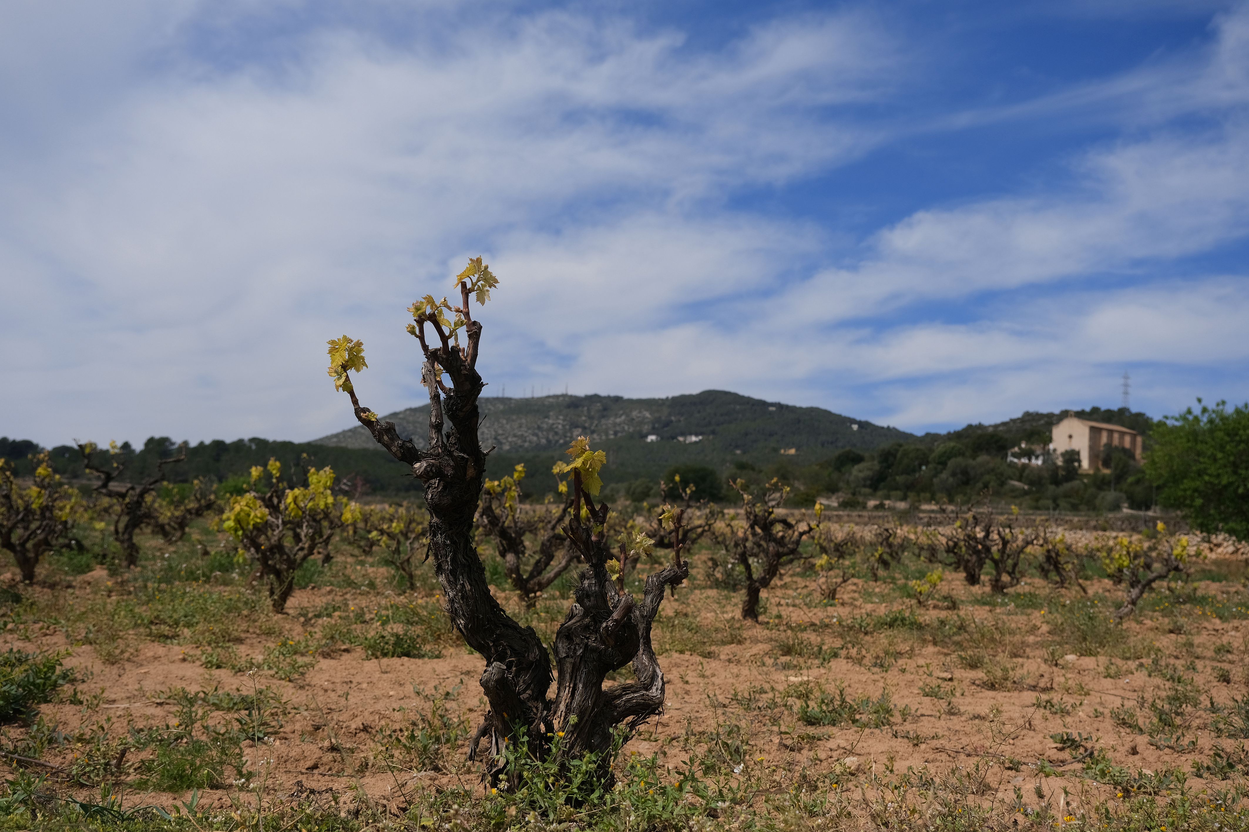 Imatge d'una vinya a Sant Pere de Ribes | iStock Imatge d'una vinya a Sant Pere de Ribes | iStock