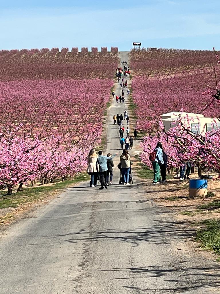 Visitants als camps florits d'Aitona en la campanya de floració 2023 | ACN Visitants als camps florits d'Aitona en la campanya de floració 2023 | ACN