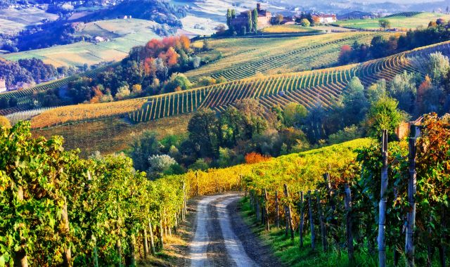 Vinyes al Piemont durant la tardor | iStock