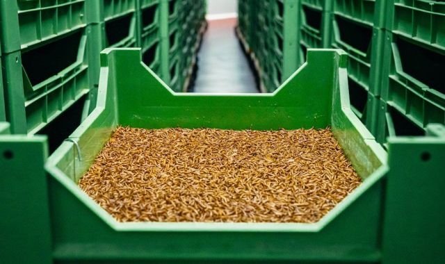 L'empresa fa entomocultura (cria d'insectes) per reduir i processar tota classe de residus orgànics i reintroduir-los a la cadena de valor