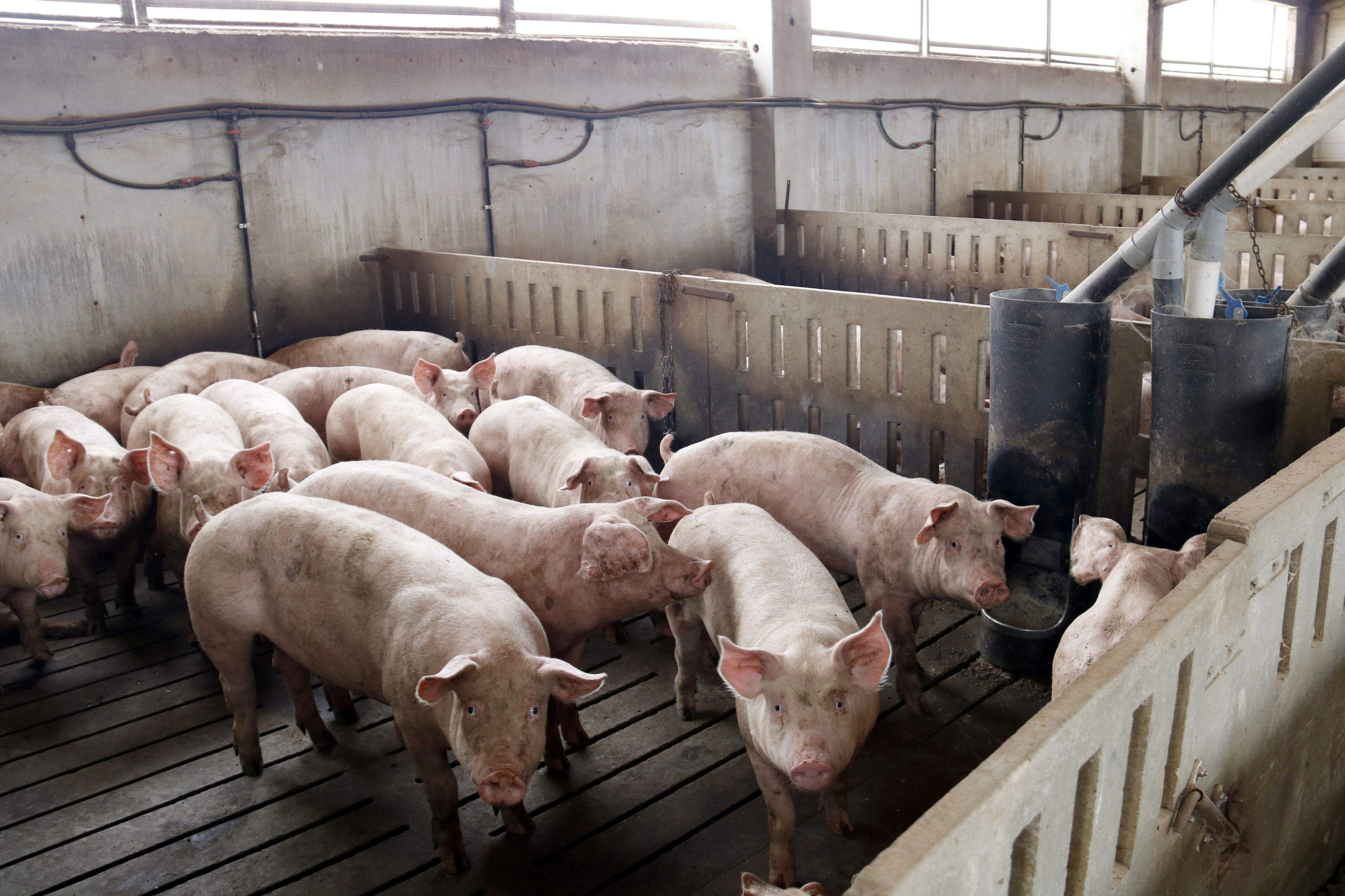 Imagen de una granja de cerdos | ACN Imagen de una granja de cerdos | ACN