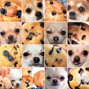 'Muffin' o chihuahua? 'Muffin' o chihuahua?