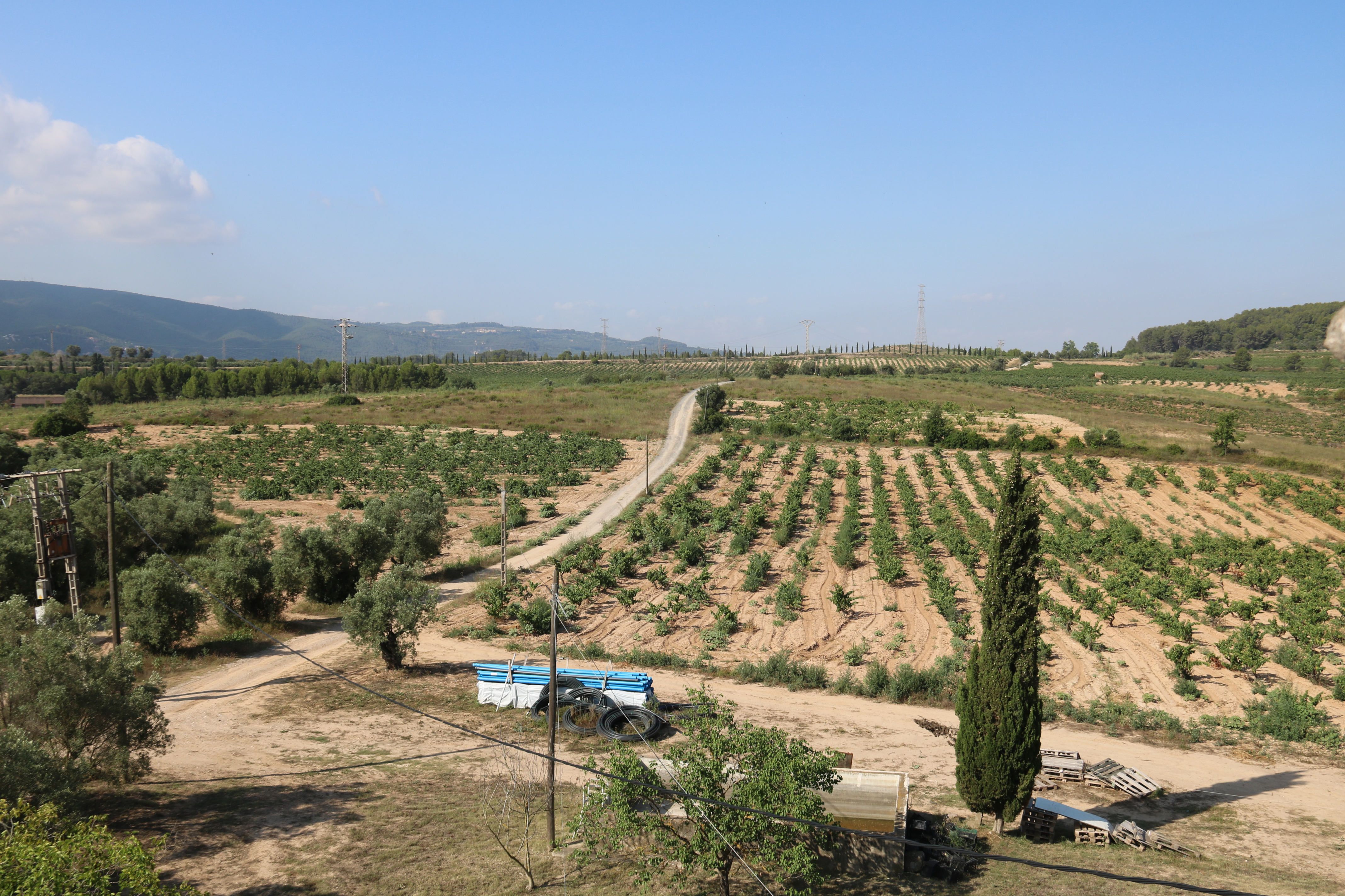Conreus de Gelida on Ametller Origen projecta l'Agroparc Penedès | ACN