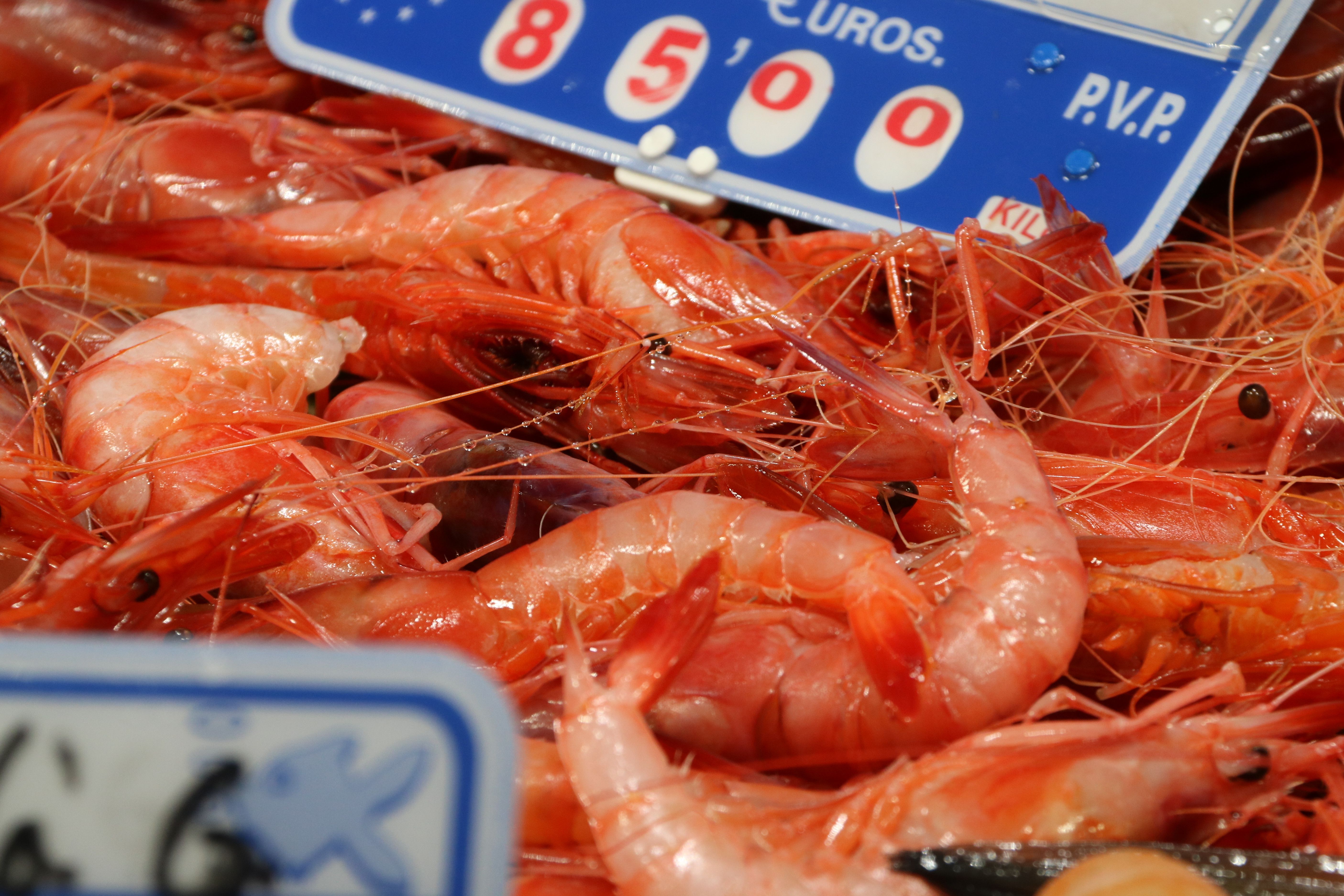 Gamba media en Roses | ACN Gamba media en Roses | ACN