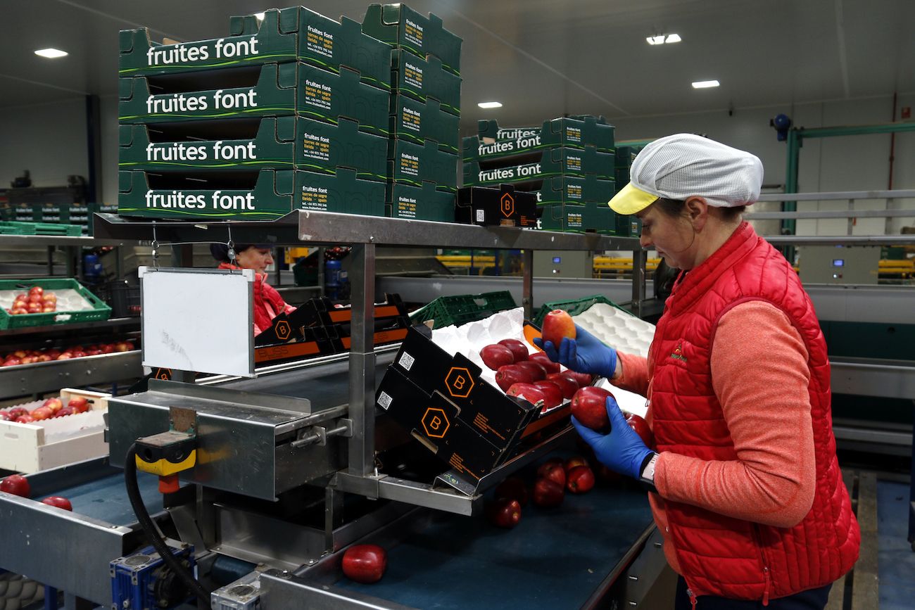 El sector de la fruita genera una gran ocupació a Lleida