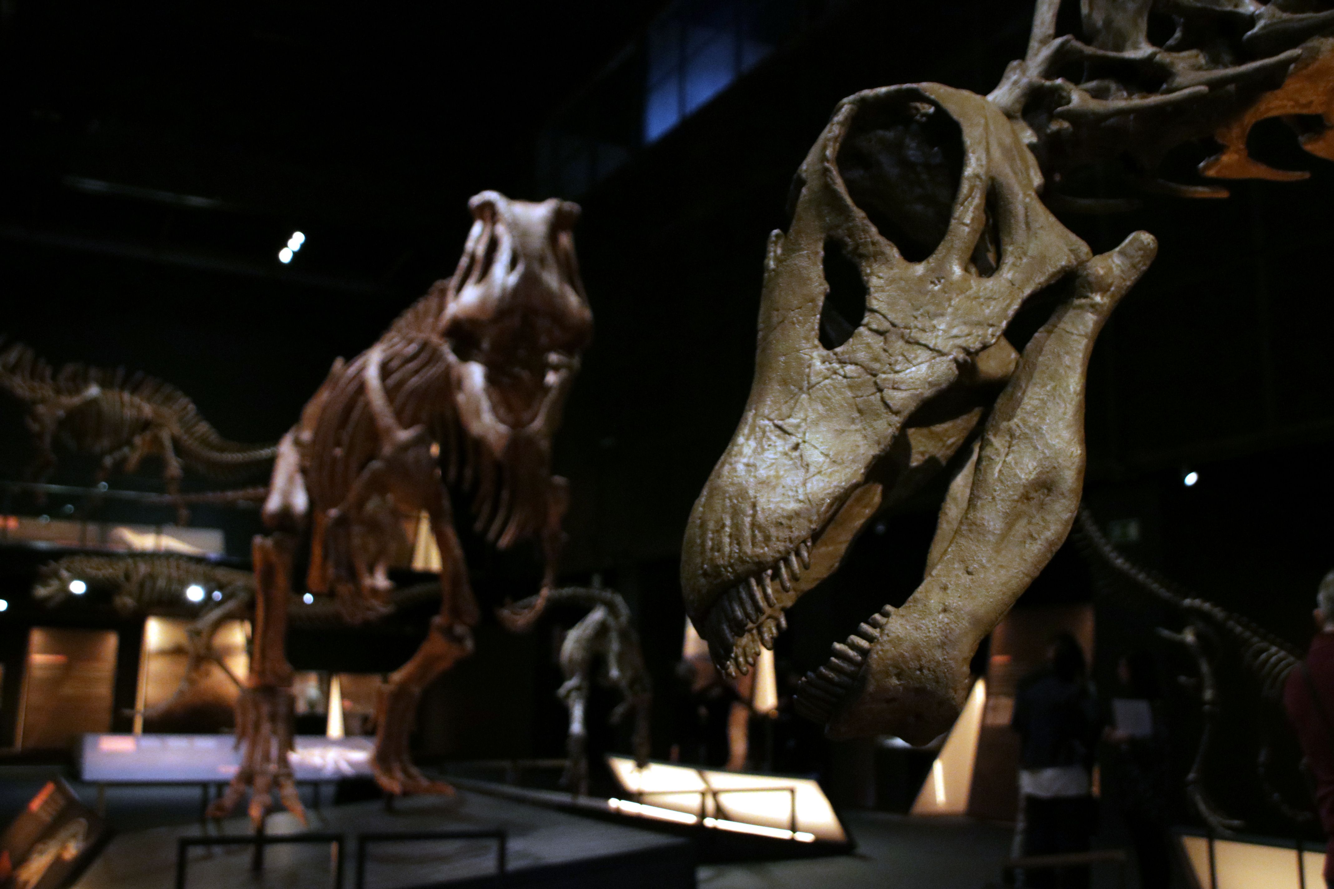 L'exposició 'Dinosaures de la Patagònia' del CosmoCaixa ha estat una de les més vistes a Catalunya el 2024 | Pere Francesch / ACN