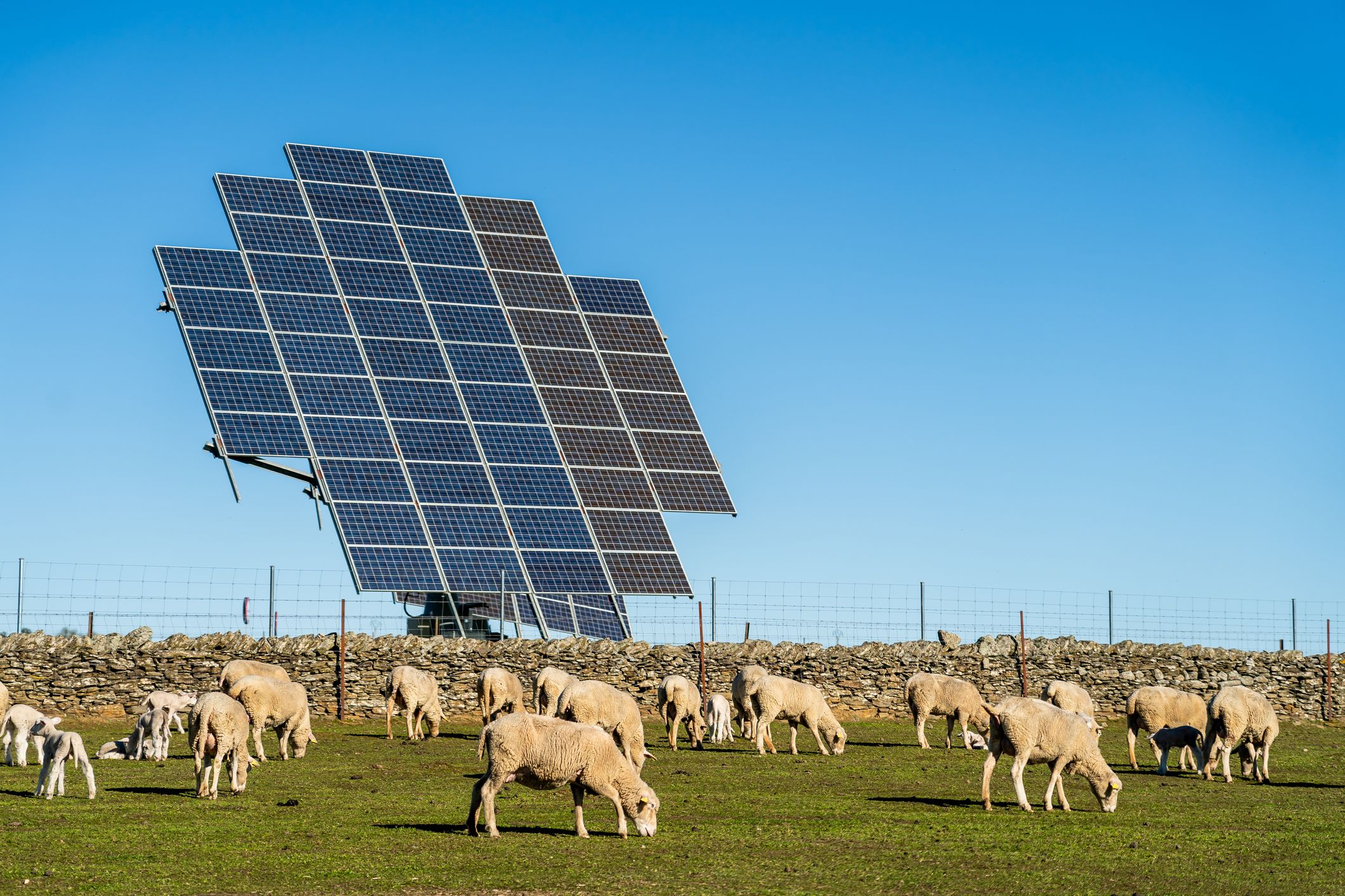 Un panell d'energia solar amb diverses ovelles | iStock