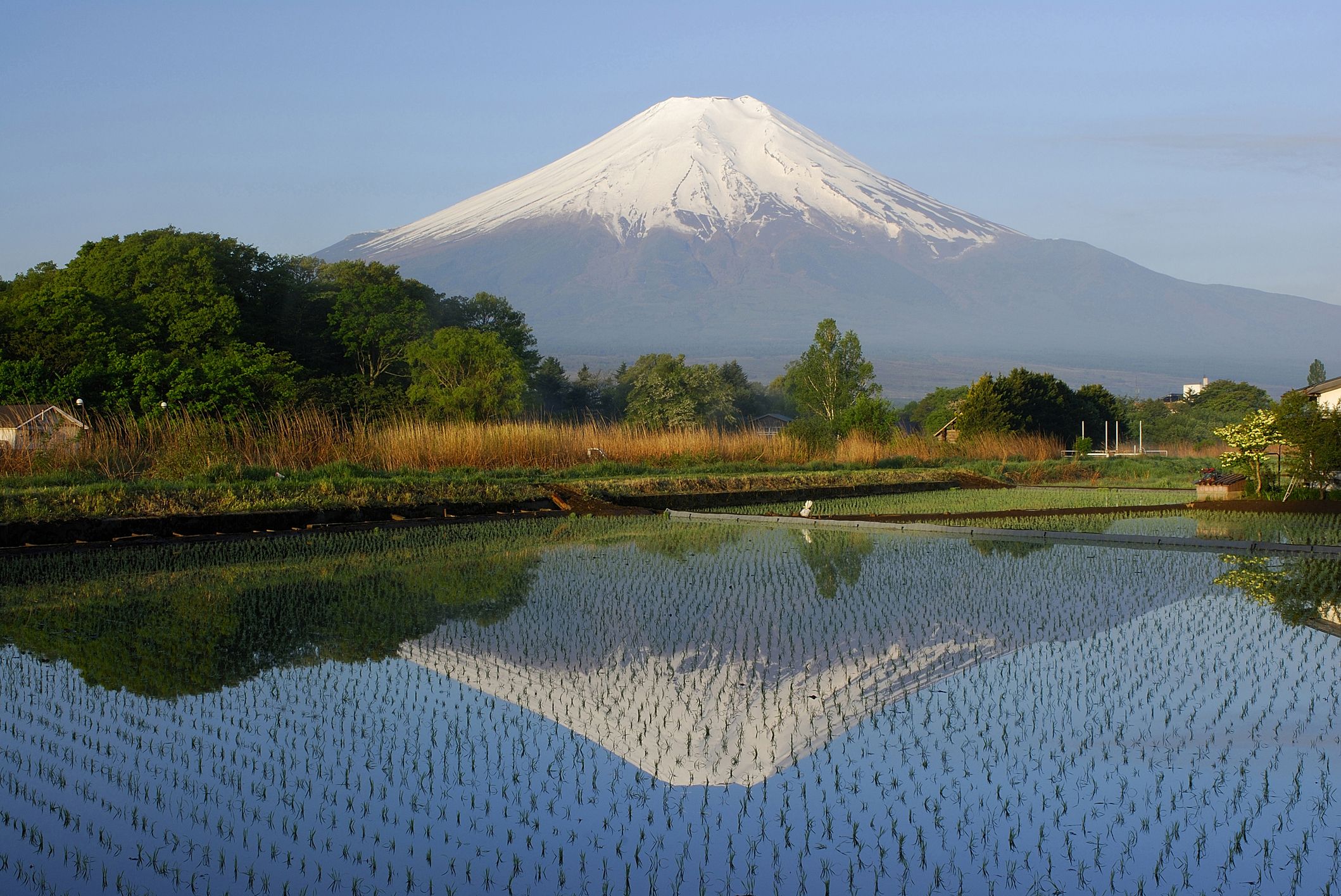  El preu de l'arròs al Japó s'ha duplicat en qüestió d'un any | gyro / iStock