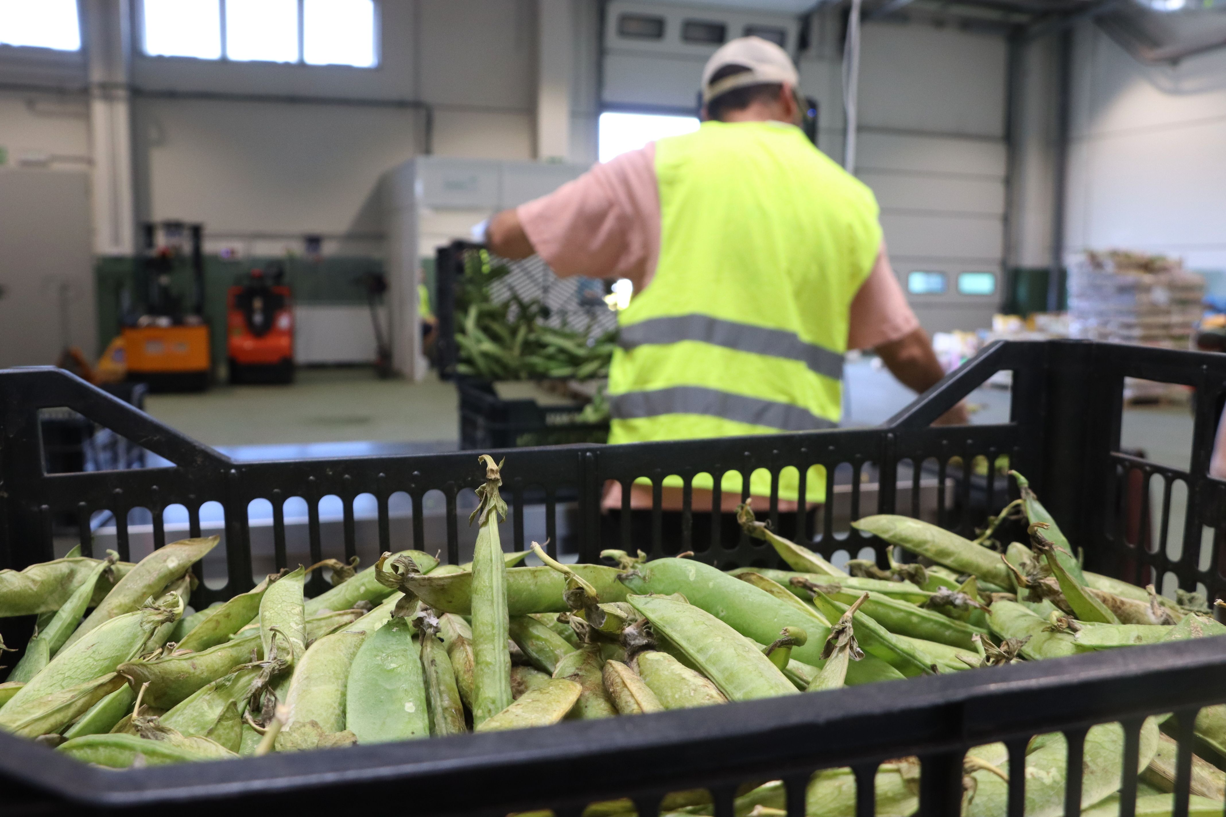Un treballador del Foodback triant la verdura que es recuperarà | Laura Fíguls / ACN Un treballador del Foodback triant la verdura que es recuperarà | Laura Fíguls / ACN