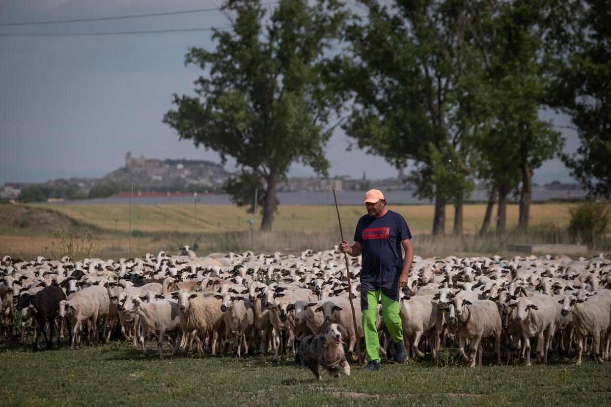 Greenpeace proposa que es reconegui el dret a l’alimentació com un dret subjectiu i exigible | Cedida Greenpeace proposa que es reconegui el dret a l’alimentació com un dret subjectiu i exigible | Cedida