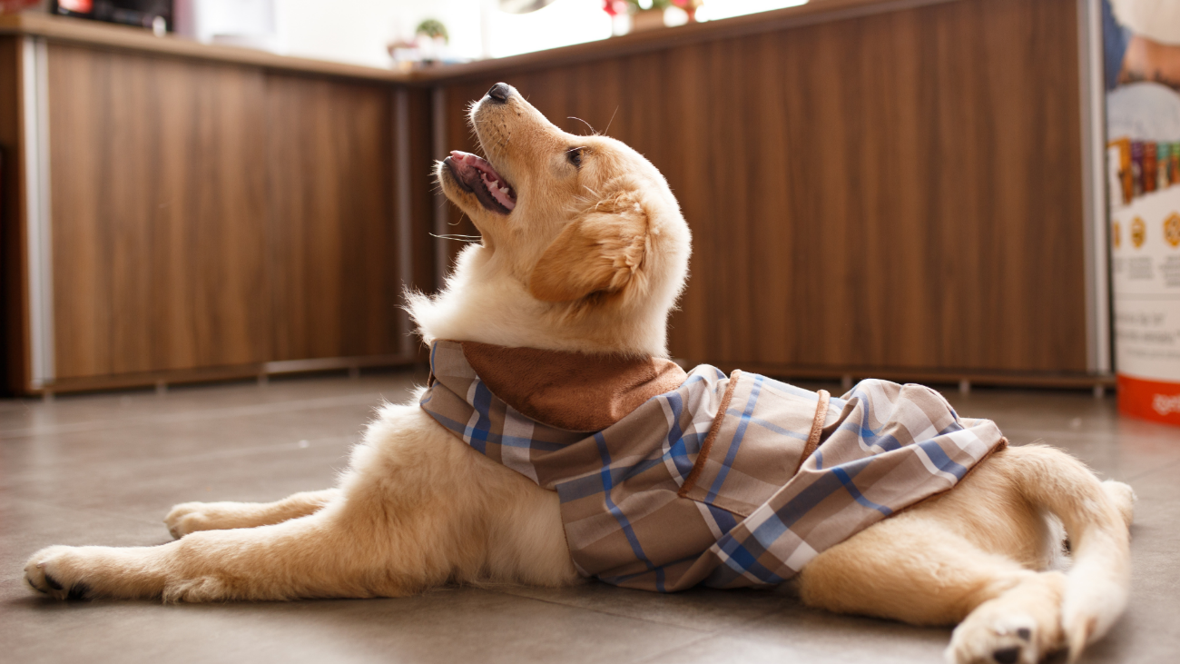 Un Golden Retriever vesteix un jersei a quadres | Cedida