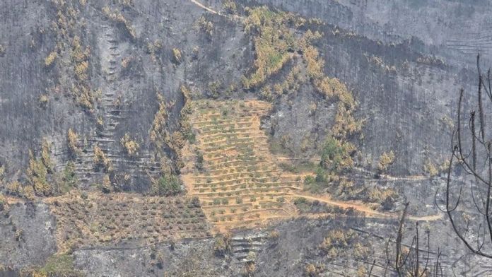 La viral imatge d'un paisatge cremat excepte un camp d’oliveres ben treballat | Cedida La viral imatge d'un paisatge cremat excepte un camp d’oliveres ben treballat | Cedida